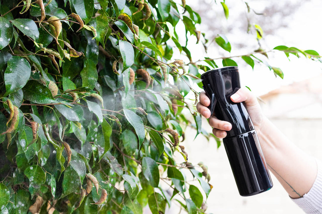5 Creative Ways to Use the Flairosol Fine Mist Sprayer